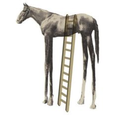 steffisays-high-horse-funny-sarcasm