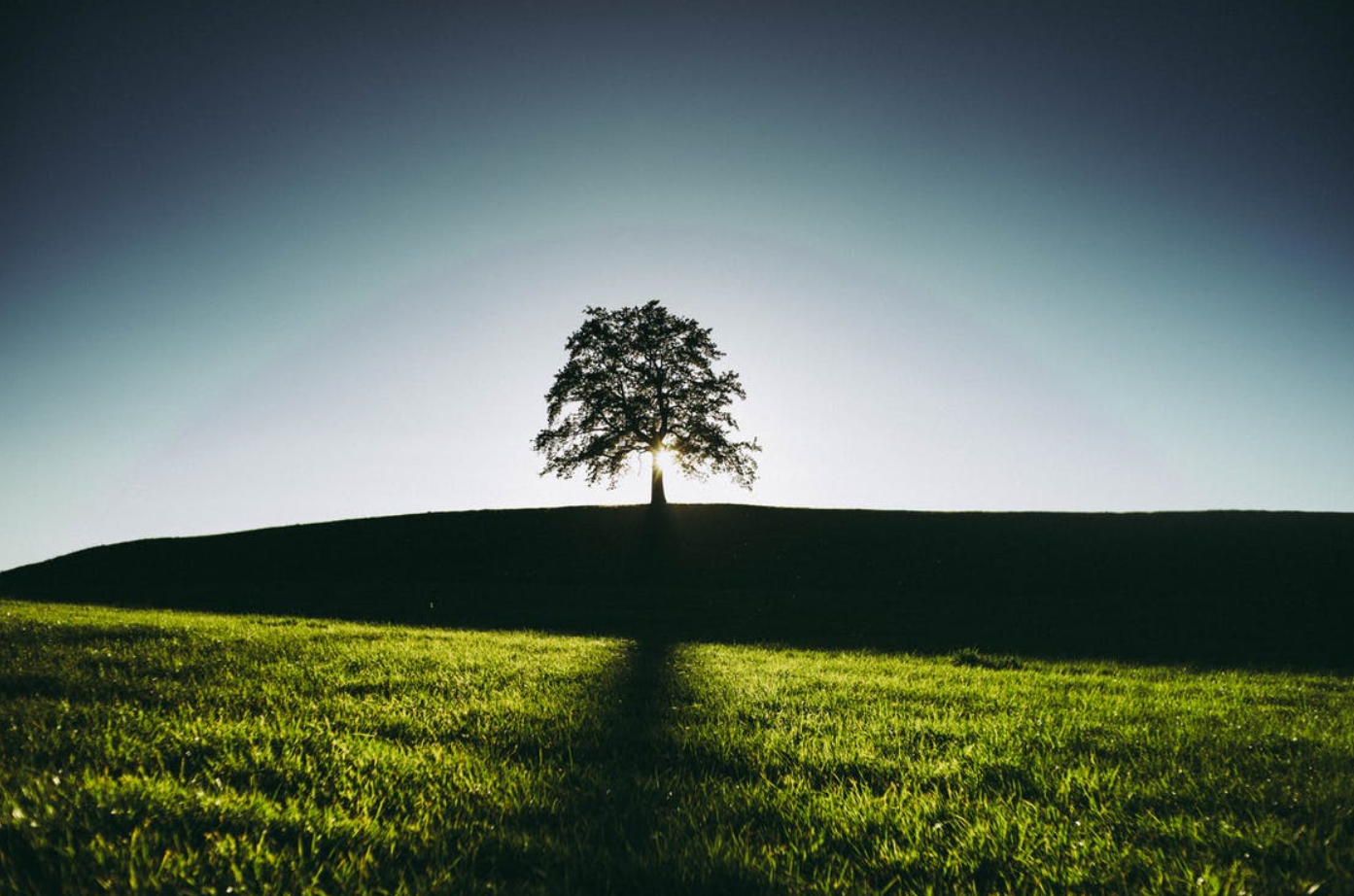 steffisays-loss-death-nature